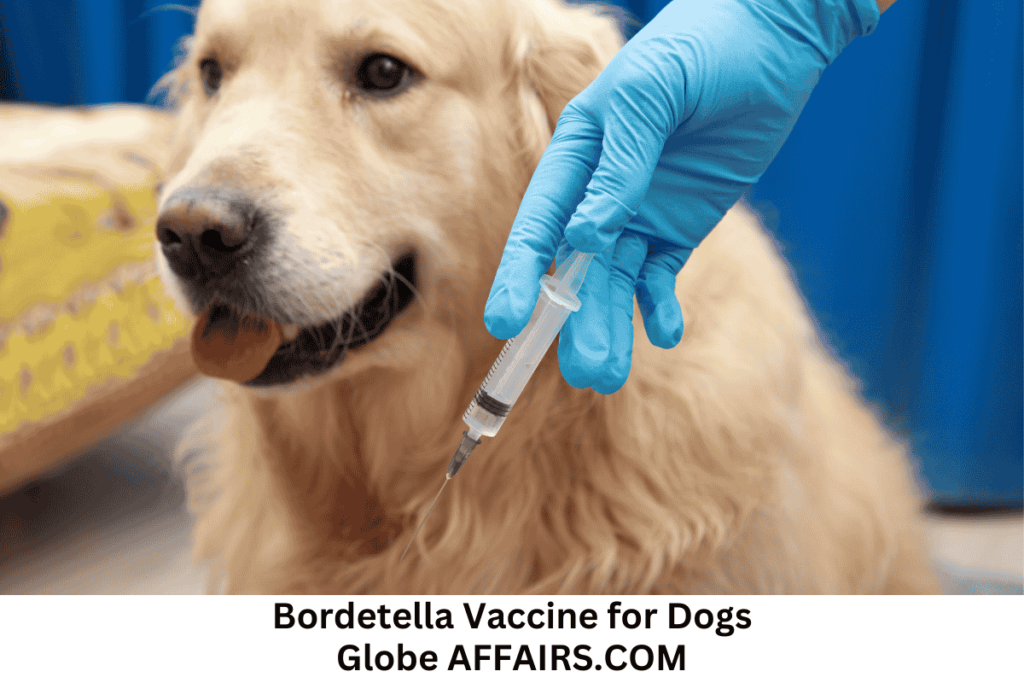 What Is Bordetella Vaccine for Dogs?