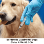 What Is Bordetella Vaccine for Dogs?