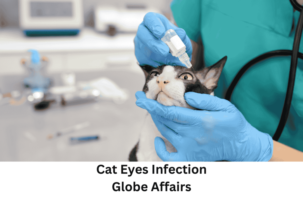 Cat Eyes Infection